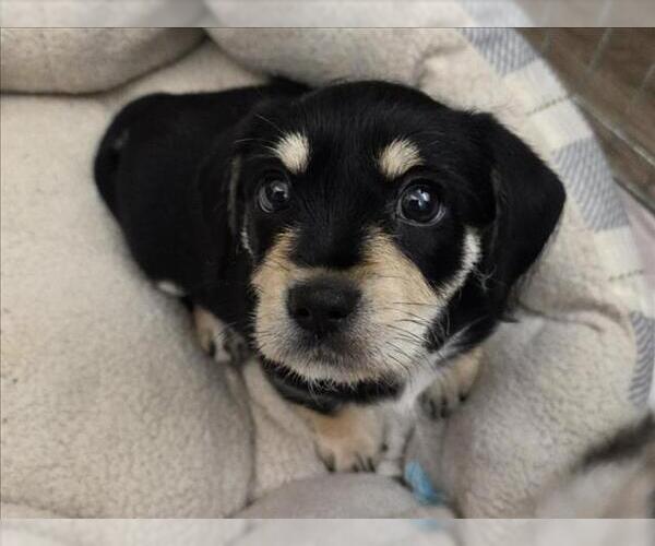 Medium Photo #1 Mutt Puppy For Sale in Martinez, CA, USA