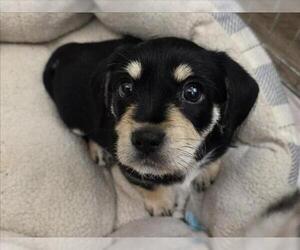 Mutt Dogs for adoption in Martinez, CA, USA