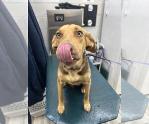 German Shepherd Dog Dogs for adoption in Mobile, AL, USA