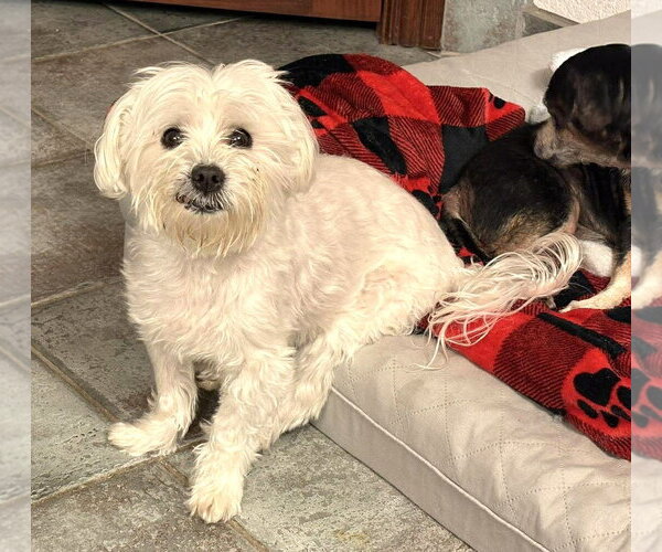 Medium Photo #6 Maltese Puppy For Sale in Boonton, NJ, USA