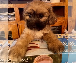 Shih-Poo Puppy for sale in VANCOUVER, WA, USA