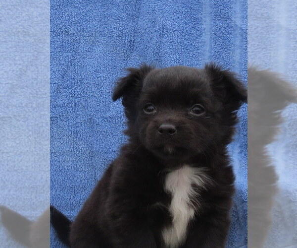 Medium Photo #40 Chihuahua Puppy For Sale in HAYES, VA, USA