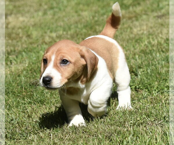 Medium Photo #3 Dachsador Puppy For Sale in Mechanicsburg, PA, USA