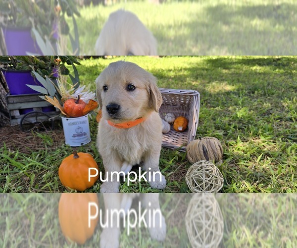 Medium Photo #4 Golden Retriever Puppy For Sale in HOBBS, NM, USA