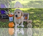 Small Photo #4 Golden Retriever Puppy For Sale in HOBBS, NM, USA