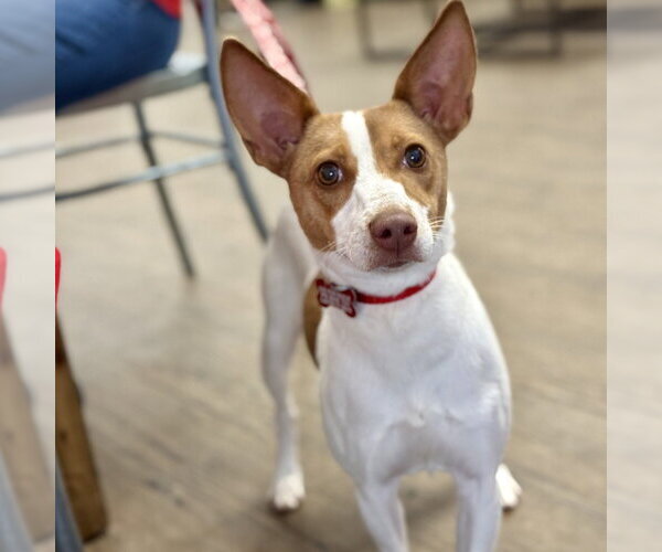 Medium Photo #9 Jack Chi Puppy For Sale in Canton, CT, USA
