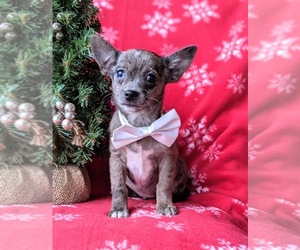 Chiranian Puppy for sale in LINCOLN UNIV, PA, USA