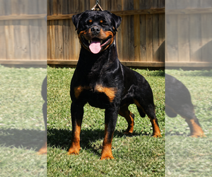 Father of the Rottweiler puppies born on 12/02/2025