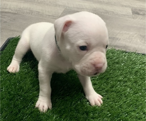Medium Photo #4 Boxer Puppy For Sale in AZUSA, CA, USA