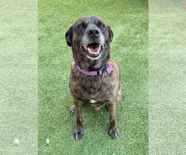 Medium Photo #13 Boxer-Unknown Mix Puppy For Sale in Fort Worth, TX, USA