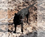 Small #2 Labrador Retriever Mix