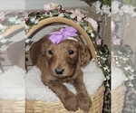 Small Photo #13 Goldendoodle mix (+ Poodle Standard) Puppy For Sale in JACKSBORO, TX, USA