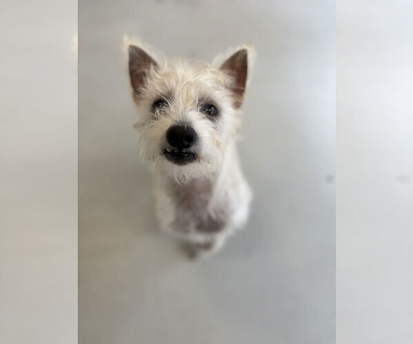 Medium Photo #6 Mutt Puppy For Sale in Studio City, CA, USA