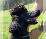 Small #6 Poodle (Standard)