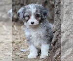Puppy 3 Miniature American Shepherd-Poodle (Miniature) Mix