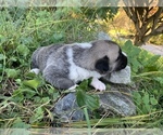Small Photo #8 Pyrenees Husky Puppy For Sale in HARWOOD, MD, USA
