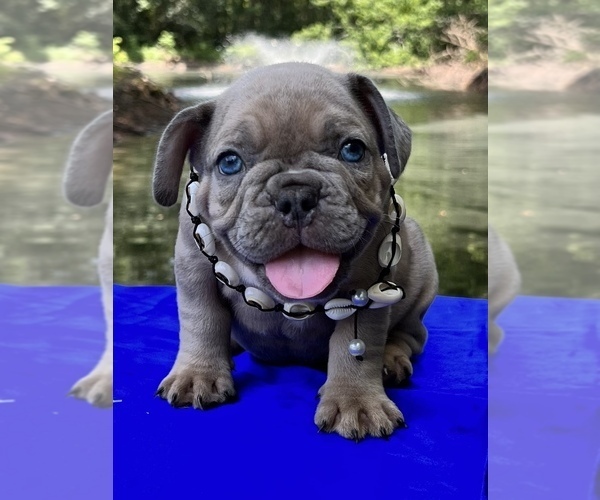 Medium Photo #8 French Bulldog Puppy For Sale in JACKSONVILLE, FL, USA