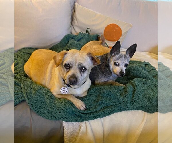 Medium Photo #1 Chihuahua Puppy For Sale in  Ramona, CA, USA