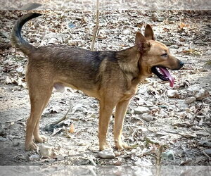 Bowser Ellis - Male Mutt Dog for Adoption - Photo #2