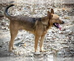 Small Photo #2 Mutt Puppy For Sale in Boston, MA, USA