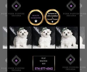 Maltese Puppy for sale in WARSAW, IN, USA