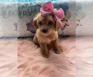 Goldendoodle (Miniature) Puppy for sale in BEECH GROVE, IN, USA