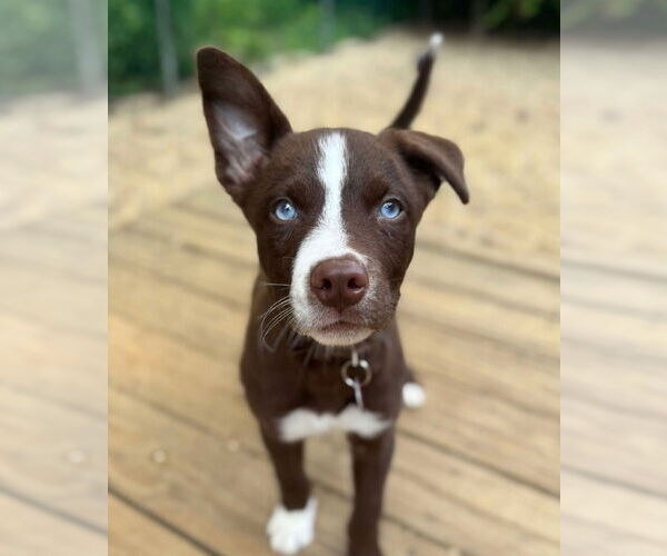 Medium Photo #1 Siberian Husky-Unknown Mix Puppy For Sale in Matawan, NJ, USA