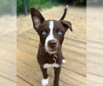 Small Photo #1 Siberian Husky-Unknown Mix Puppy For Sale in Matawan, NJ, USA