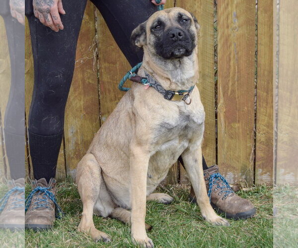 Medium Photo #5 Boxer-German Shepherd Dog Mix Puppy For Sale in Huntley, IL, USA