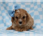 Small #2 Cavapoo (Miniature)