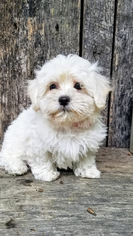 Silky Cocker Puppy for sale in DUNDEE, OH, USA
