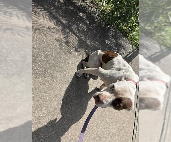 Medium Photo #1 Mutt Puppy For Sale in Waco, TX, USA