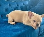 Small Photo #9 French Bulldog Puppy For Sale in CORONA, CA, USA