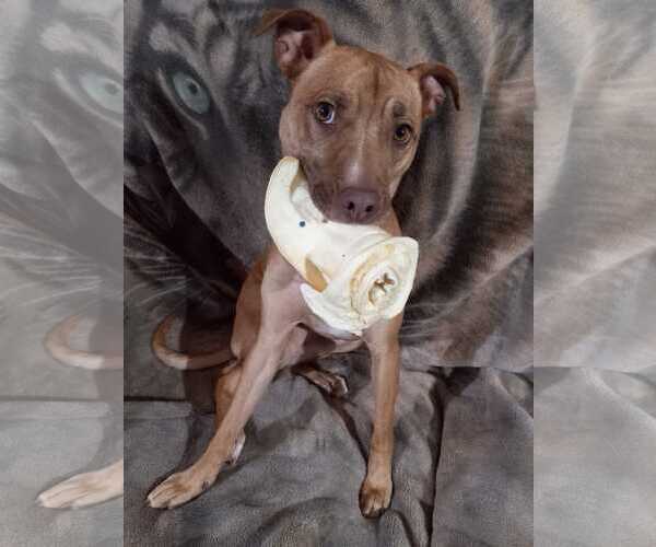Medium Photo #2 American Pit Bull Terrier-Unknown Mix Puppy For Sale in phoenix, AZ, USA