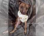 Small #1 American Pit Bull Terrier Mix