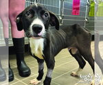 Small #1 Labrador Retriever Mix