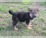 Small #1 German Shepherd Dog