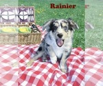 Small #3 Australian Shepherd
