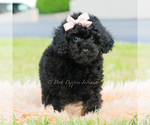 Small Photo #11 Poodle (Miniature) Puppy For Sale in WARSAW, IN, USA
