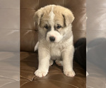Puppy Puppy 3 Akita