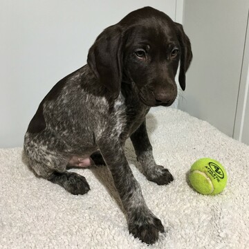 Medium Photo #4 German Shorthaired Pointer Puppy For Sale in GAP, PA, USA
