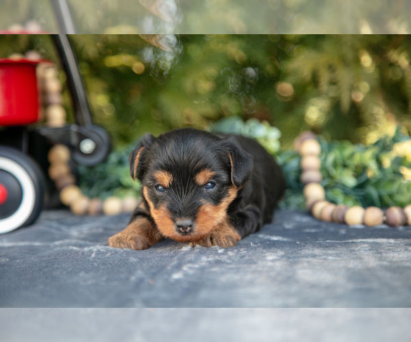 Medium Photo #1 Yorkshire Terrier Puppy For Sale in KIRKWOOD, PA, USA