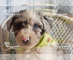 Small Photo #2 Australian Shepherd-Poodle (Toy) Mix Puppy For Sale in SANGER, TX, USA