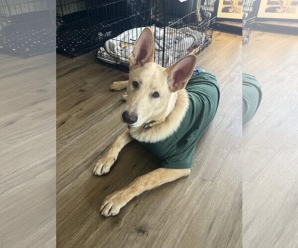 Medium Photo #6 Mutt Puppy For Sale in Brooklyn Center, MN, USA