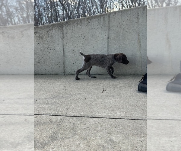 Medium Photo #3 German Shorthaired Pointer Puppy For Sale in STRAWBERRY POINT, IA, USA
