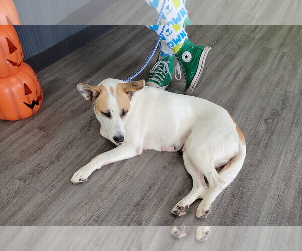 Medium Photo #1 Labrador Retriever-Unknown Mix Puppy For Sale in The Woodlands, TX, USA