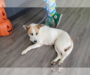 Labrador Retriever-Unknown Mix Dogs for adoption in The Woodlands, TX, USA