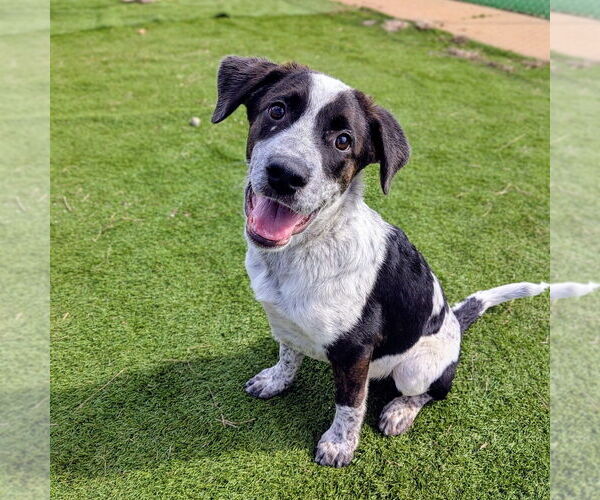 Medium Photo #13 Boxador Puppy For Sale in Vail, AZ, USA