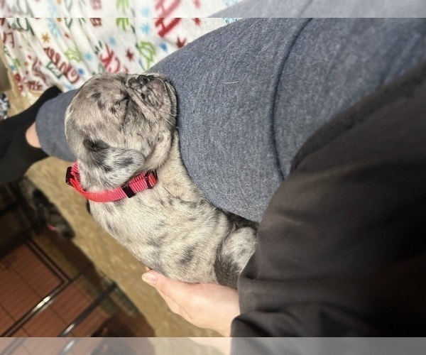 Medium Photo #11 Pug Puppy For Sale in BLOOMINGTON, IL, USA