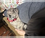 Small Photo #11 Pug Puppy For Sale in BLOOMINGTON, IL, USA